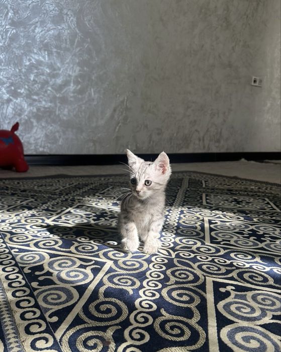 Котенок мальчик в добрые руки