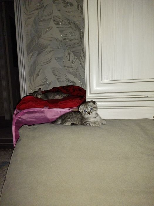 Котята 2 месячный