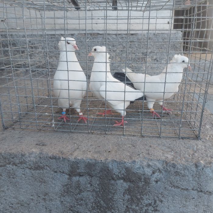 Бели чернахвость бровястые  самец