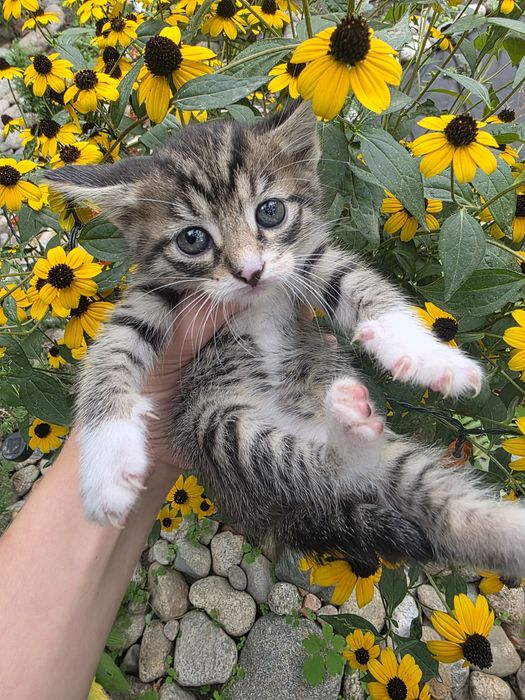 Отдам котят в добрые руки