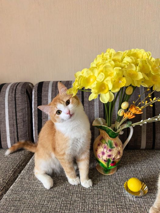 Котенок подросток в семью