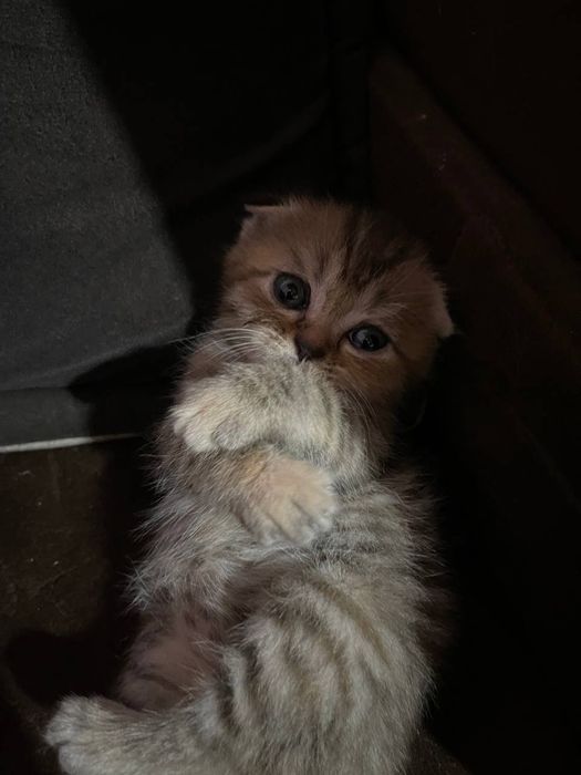 Котят, продали мушуклар