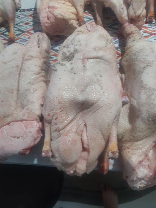 Гуси разные размеры