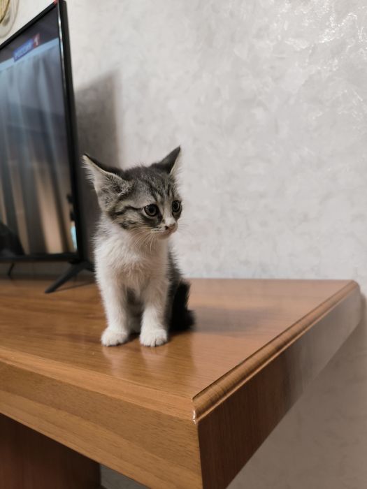 Отдам даром в добрые руки котят
