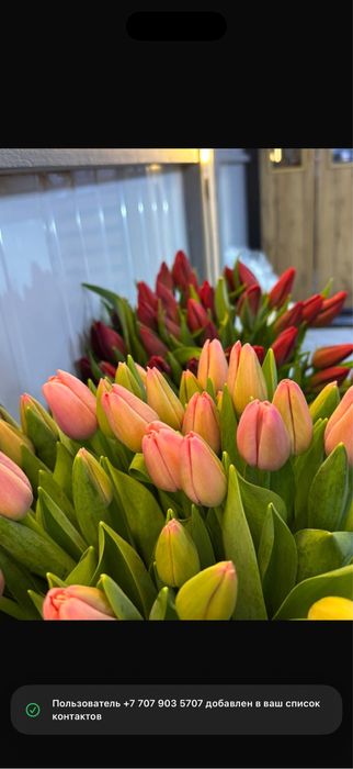 Тюльпаны голландские оптом и в розницу