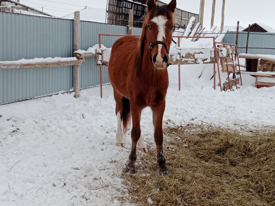 Продаётся жеребец