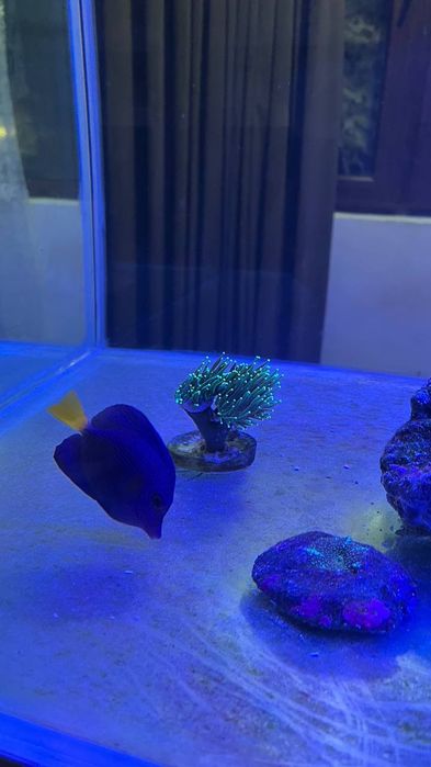 Сотилади морской аквариум 300л