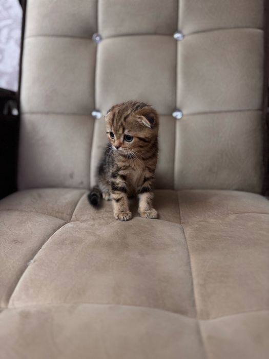 Срочно продаются котята скоттиш фолд мальчики