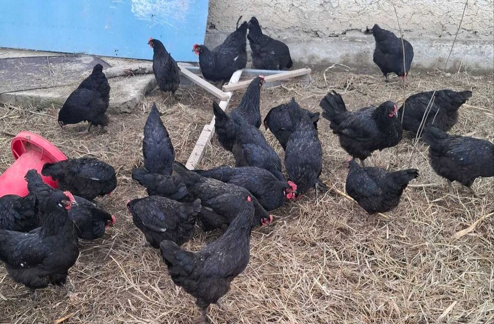 QORA tovuq TUXUMLARI sotiladi