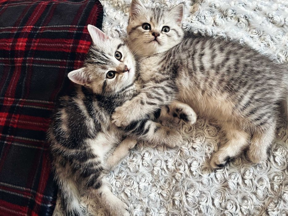 Британские котята