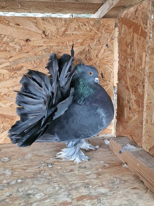 Porumbei voltati indieni 2025