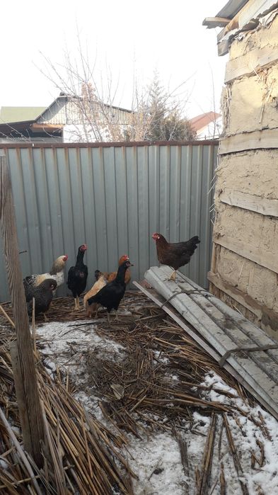 Дакан екі қоразы бір шіби.