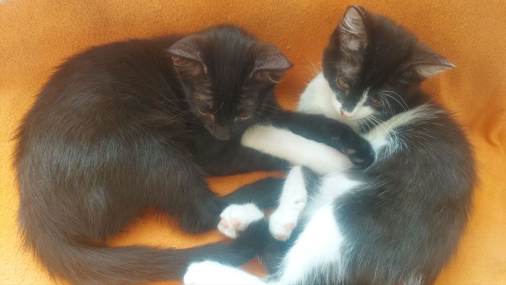 Отдам котят добрые руки