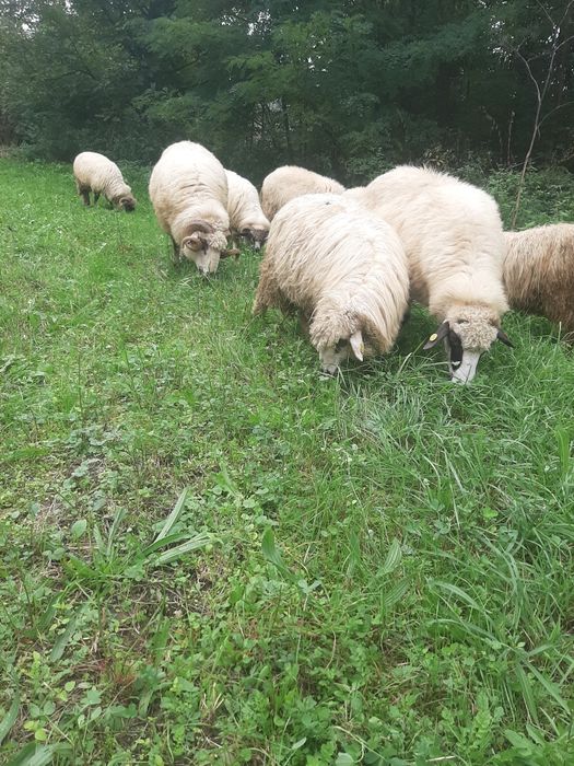 Vând oi turcane unele cu miei altele gestante