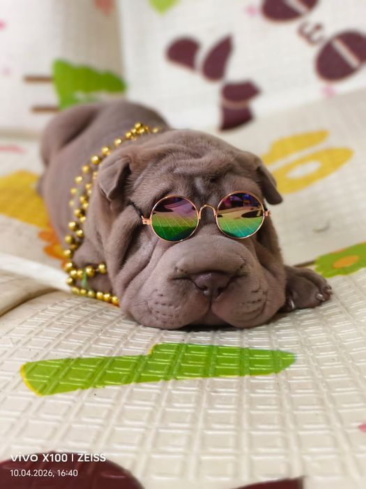 Шикарные щенки шарпея.