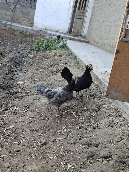 Gollandak tovuqlar sotuvda narxini kilishtirib biramiz