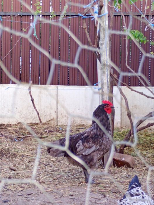 Vând cocoș australop albastru și moțat românesc