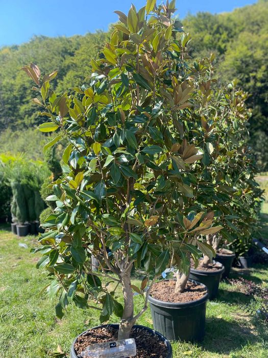 maslin  bonsai   plante   decorative