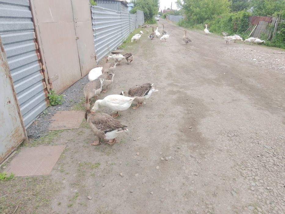 Продам продам гусят