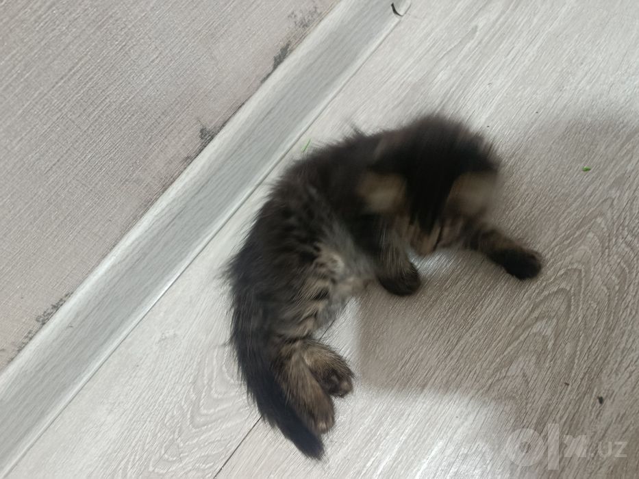 СРОЧНО Пристраивается кошечка