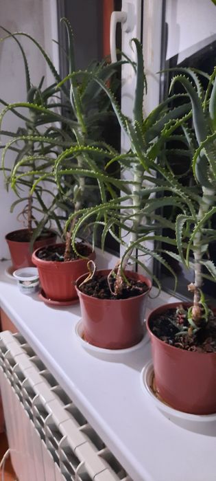 Алоэ столетник в наличии