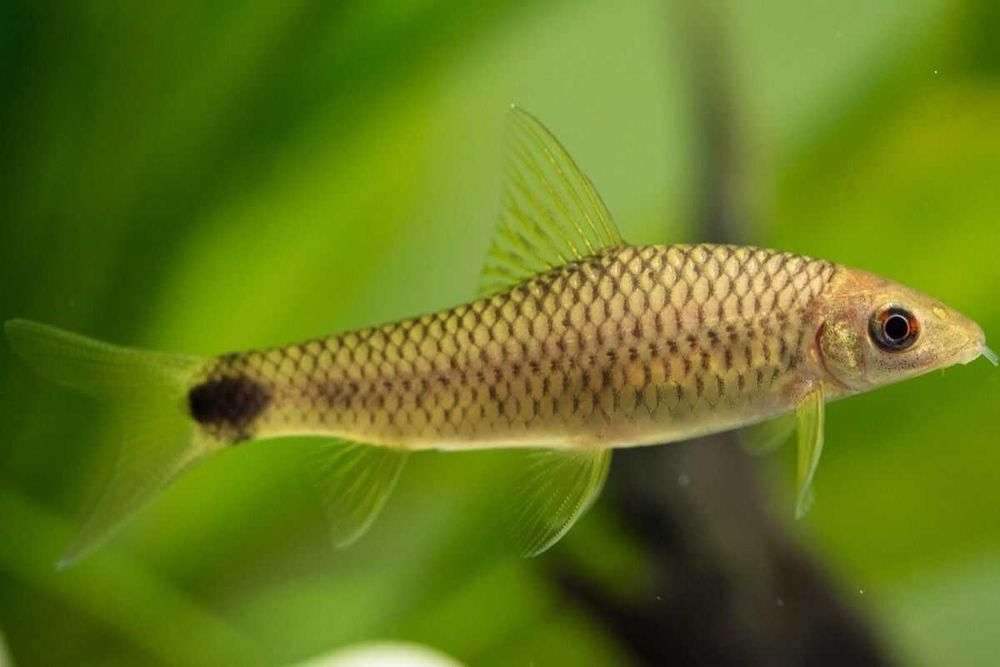 Аквариумная рыбка  "Бородоед"