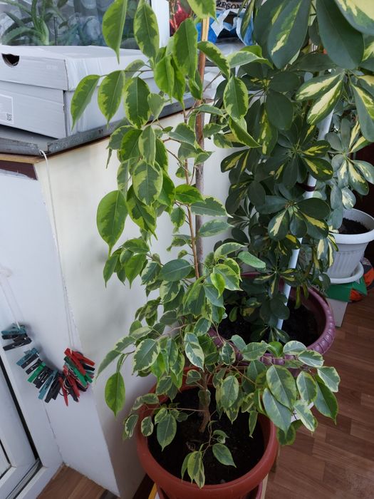 Продаётся домашний цветы Бенджамин