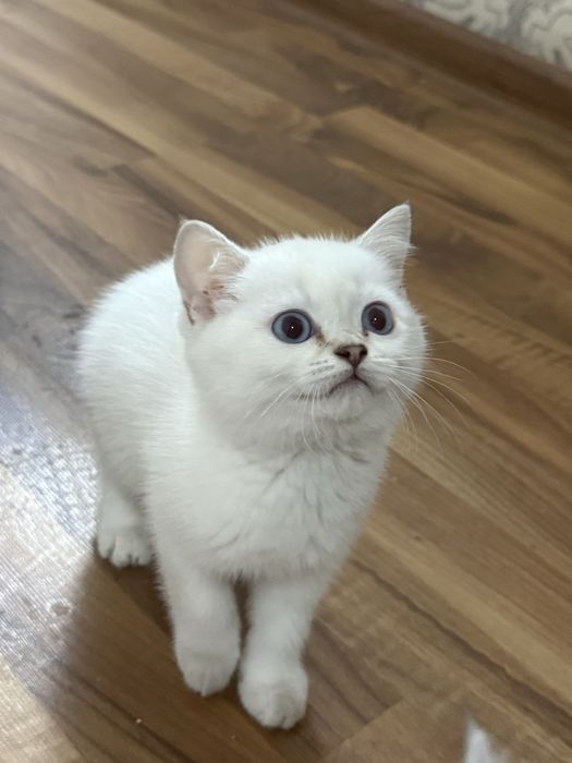 Котенок британская шиншилла 2 месяца девочка