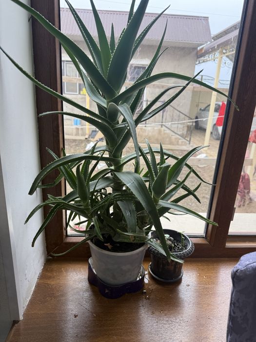 Алоэ сатылады. Емдік қасиеті мол. Бағасы 10000 тг