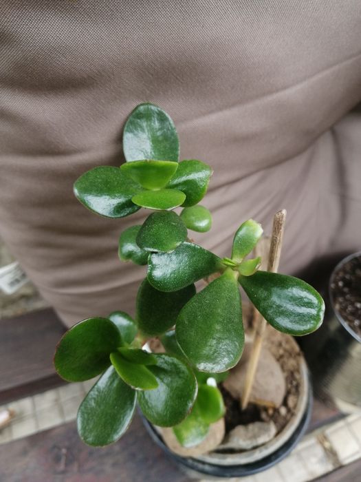 Дървото на живота - Гледано в домашни условия.