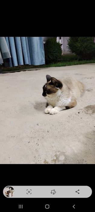 Кошка одам даром бесплатна