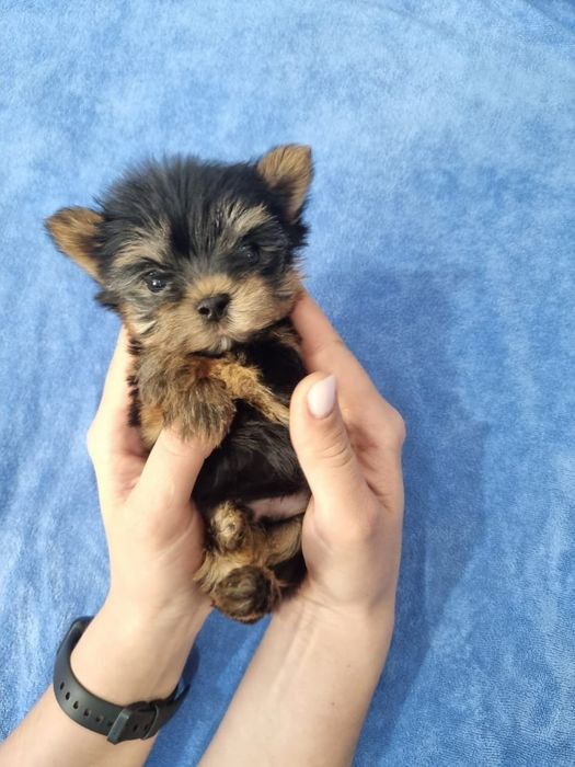 Милые щенки мини йорка