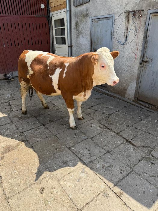 Juninci de vânzare