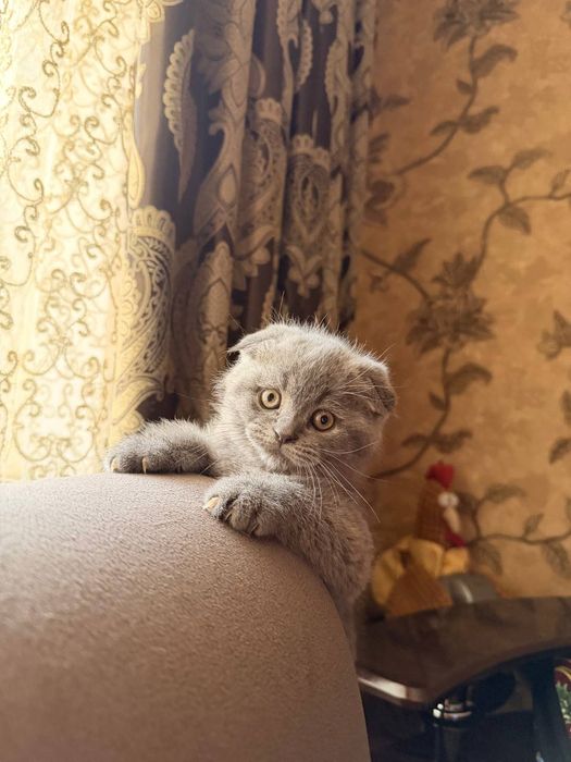 Порода:Скотиш Фолд.