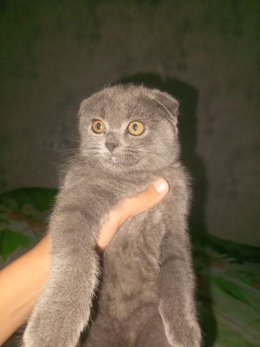 Mitigina mushukcha