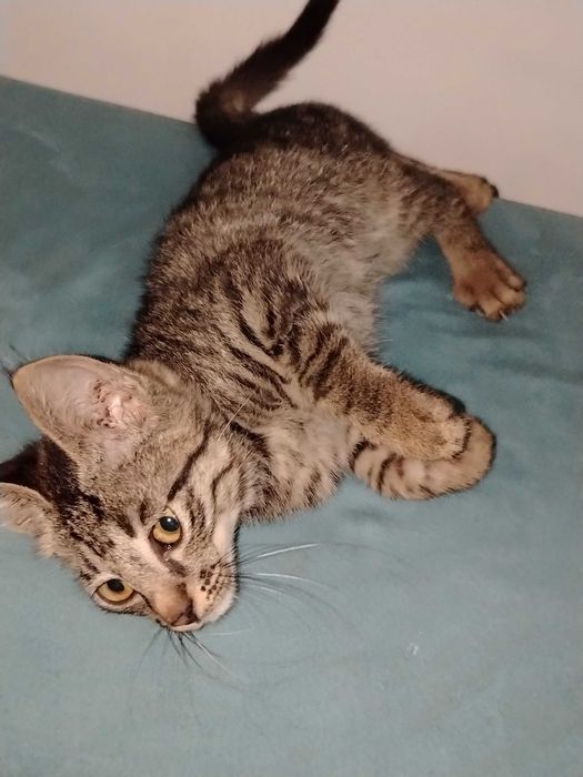 Котенок в добрые руки