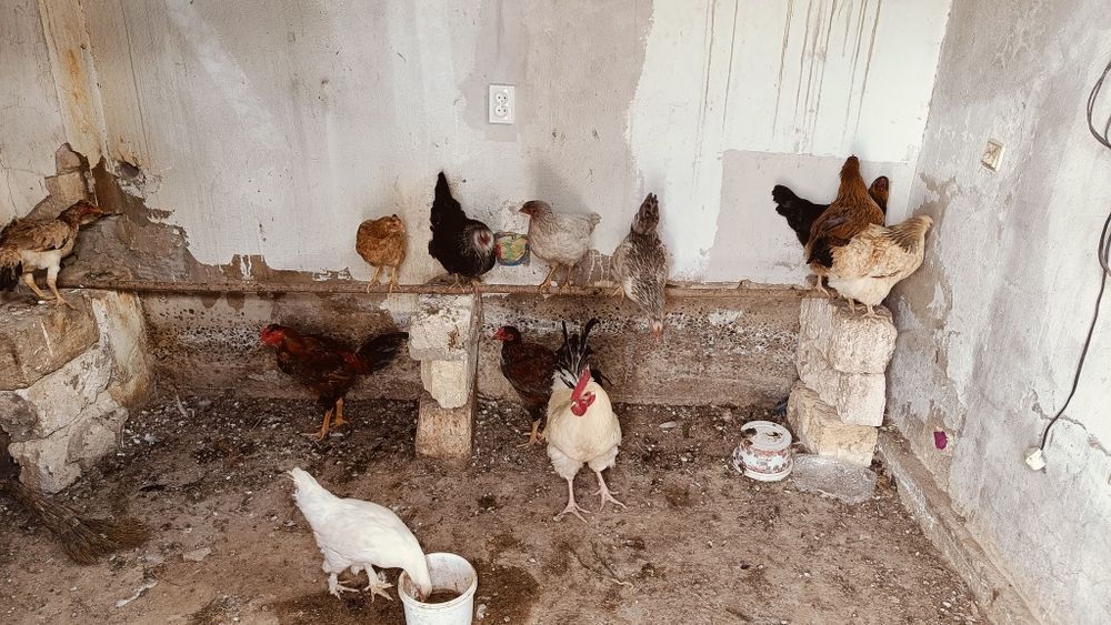 Тауық сатылады 4000