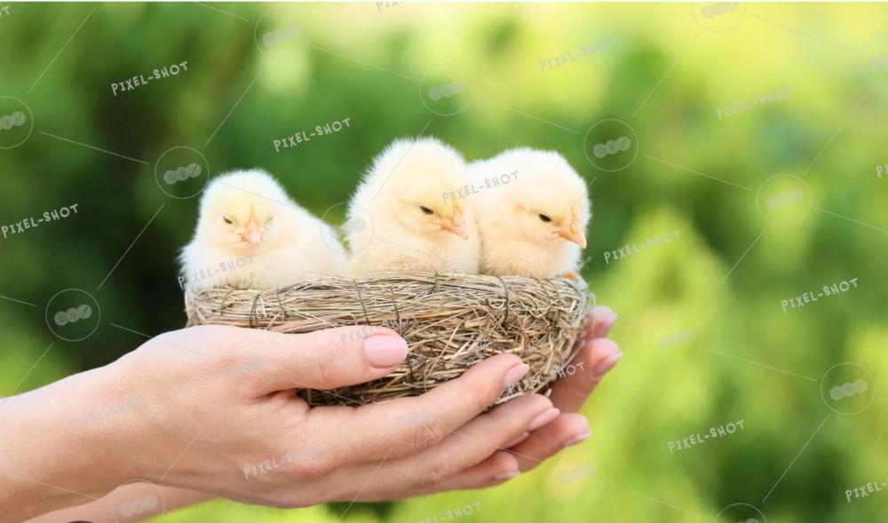 Бройлеры цыплята