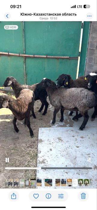 Семіз Қой, Тоқты қошқар