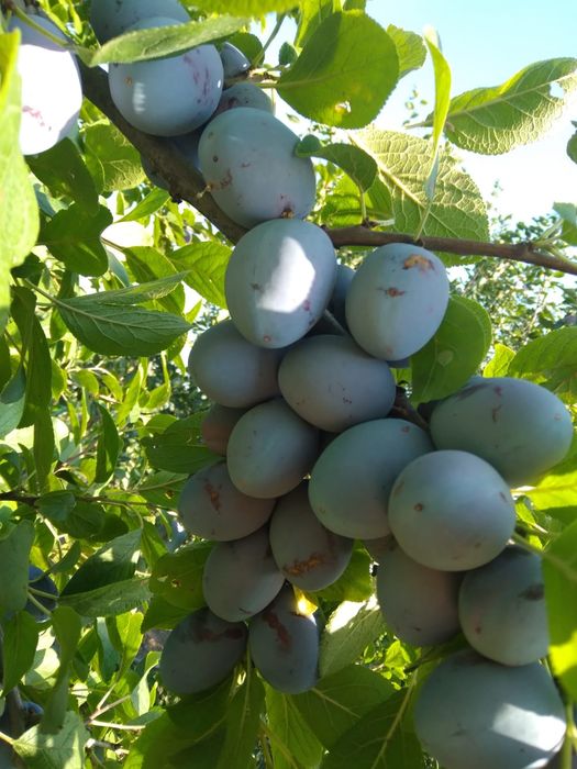 Prune direct din livada
