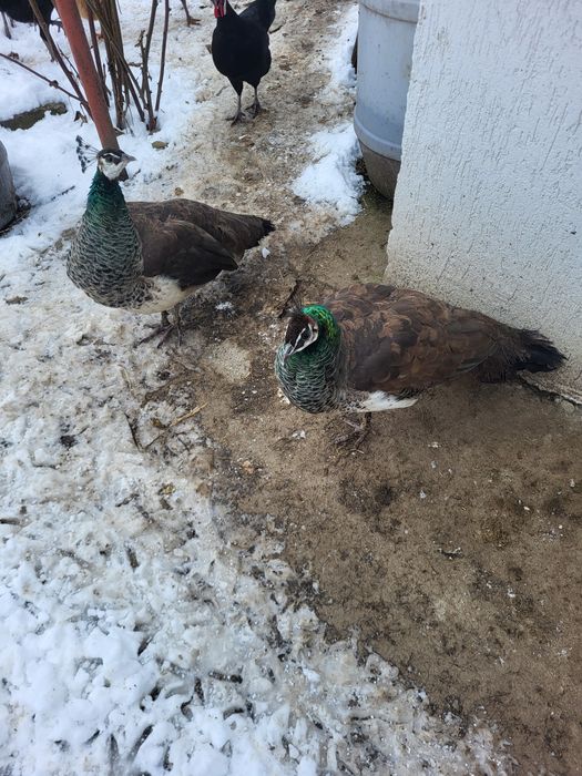 Vănd  o Păunita sau schimb cu  Păun