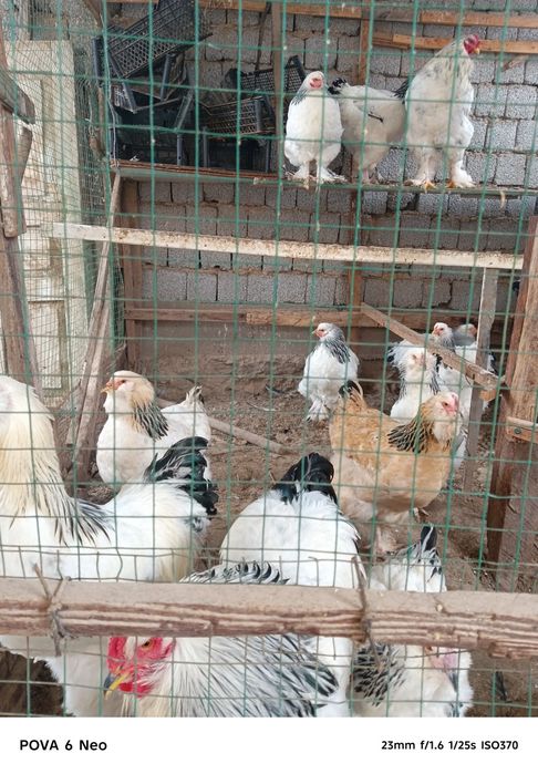 Svetli brama sotiladi