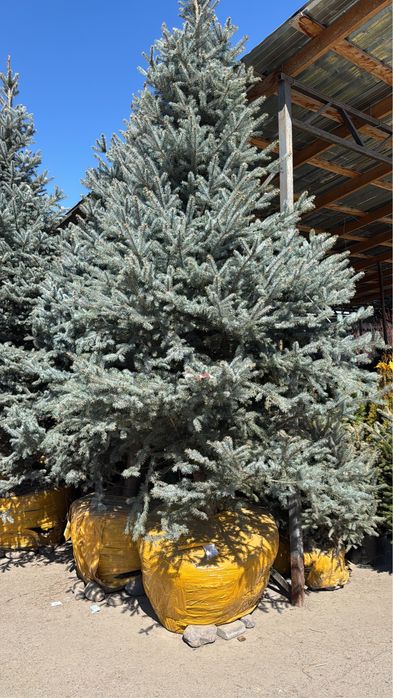 Голубая ель 4-5 метров