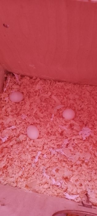 Попугаи неразлучники