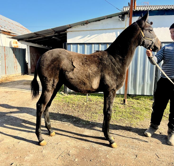 Жабағы сатылады .