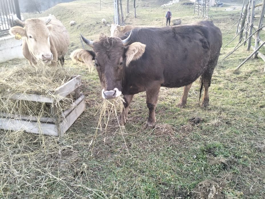 Vaca  gestanta de 2 ani