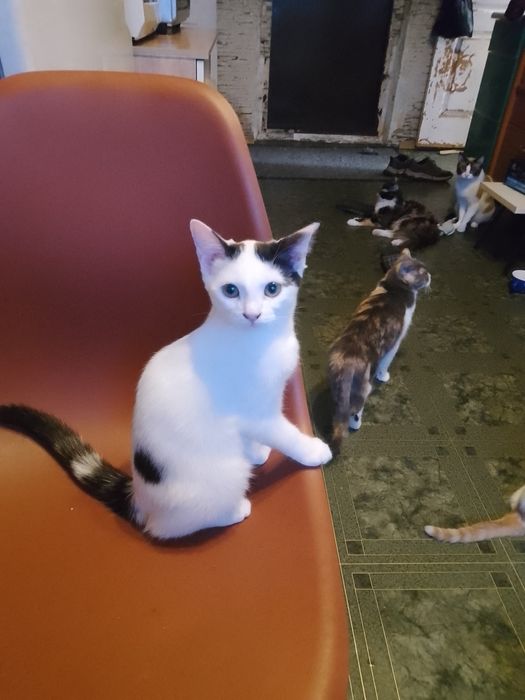 Котята милые, ласковые!