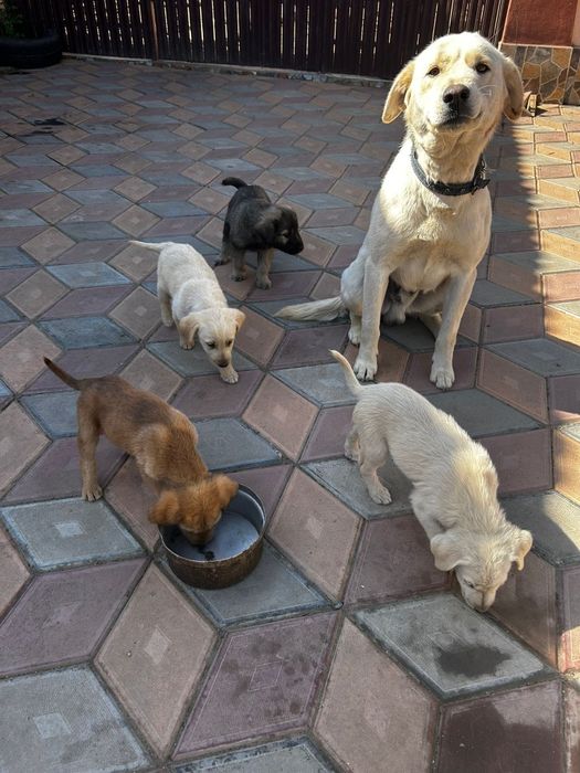 Donez cățeluși labrador