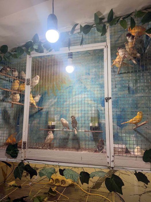 Vînd canari inelați tineri timbrado din ianuarie, februarie, martie și aprilie.