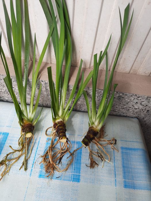 Ирис болотный Ensanta Kaempferi